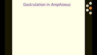 Gastrulation in Amphioxus [upl. by Annoyik]