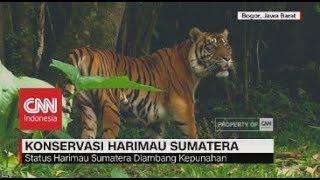 Konservasi Harimau Sumatera [upl. by Craddock908]