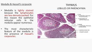 THYMUS HISTOLOGY [upl. by Bate668]