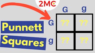 Punnett Square Basics  Mendelian Genetic Crosses [upl. by Bagley]