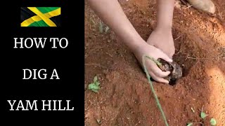 HOW TO DIG A YAM HILL  HOW TO PLANT YAM [upl. by Pacificas732]