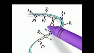 Amino Acids 7 The alpha helix secondary structure of Proteins [upl. by Benenson]