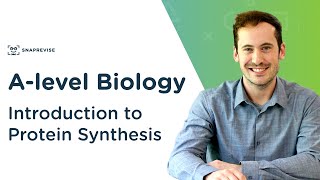 Introduction to Protein Synthesis  Alevel Biology  OCR AQA Edexcel [upl. by Oelak]