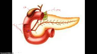 Digestion in Duodenum [upl. by Teragram392]