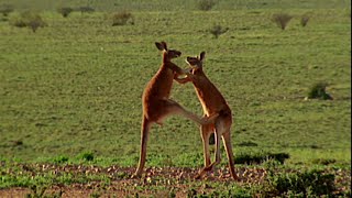 Una pelea entre dos canguros  NATIONAL GEOGRAPHIC ESPAÑA [upl. by Llezo]