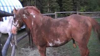 very willing to breed Paint Stallion quotDuke Double O Sevenquot [upl. by Zacarias216]