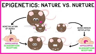 Epigenetics Nature vs Nurture [upl. by Ariamat]