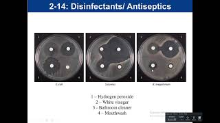 Lab 214 Disinfectant and Antiseptics [upl. by Ailime182]