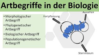 Artbegriffe in der Biologie biologischer und morphologischer Artbegriff  Evolution Oberstufe [upl. by Tengdin]