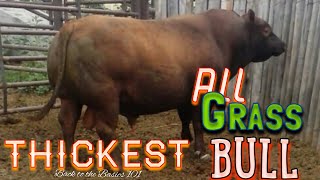 Registered Red Angus bull The thickest ALL grass fed bull in America [upl. by Eiliab]