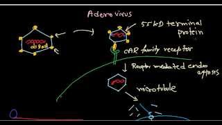 Adenovirus life cycle [upl. by Tasia]