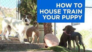 How to House Train Your Puppy [upl. by Oliana]