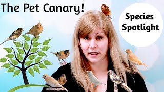 Canaries as Pets Species Spotlight [upl. by Ahsikin]