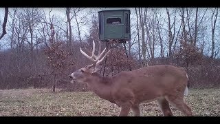 Multi Million Dollar Buck at Blackjack Whitetails [upl. by Krissy]