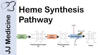 Heme Synthesis Pathway [upl. by Aihtekal]