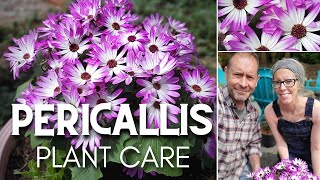 🌸 Pericallis Plant Care  Senetti Magenta Bicolor 🌸 [upl. by Bertila]