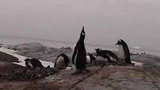 Gentoo Penguins Honking [upl. by Nylde]