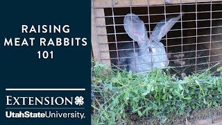 Raising Meat Rabbits 101 [upl. by Georges891]