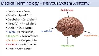 Medical Terminology  Lesson 8  Nervous System Cardiorespiratory and Endocrine Anatomy Terms [upl. by Neil]