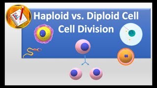 Haploid vs Diploid cell and Cell division [upl. by Alegnat]