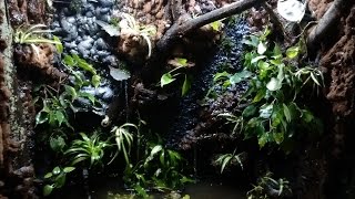 Paludarium Background amp Drip System DIY [upl. by Ainiger]