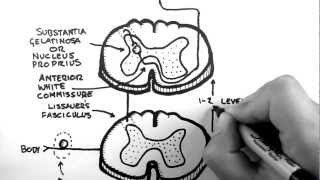 Spinal Pathways 3  Spinothalamic Tract [upl. by Yrakaz]