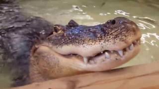 Two Alligators Bellowing at The Reptile Zoo [upl. by Whyte]