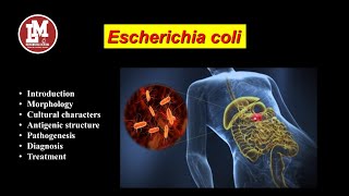 Escherichia coli E coli [upl. by Rehotsirk]