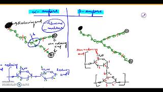 Alpha amylase and Beta amylase [upl. by Luella]