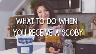 What to do when you receive a kombucha SCOBY [upl. by Nura]