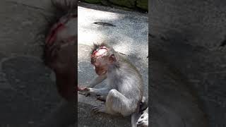 Baby monkey got bitten on his head [upl. by Kavita218]