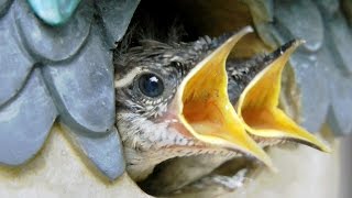 Feeding Baby Birds Close Up FYV [upl. by Asilet]