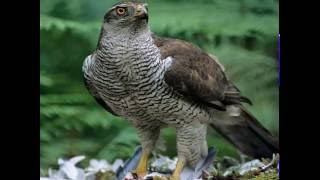 Habicht Accipiter gentilis Vogelstimme [upl. by Eniarol]