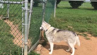 Husky howls for friends at dog park [upl. by Aserat]