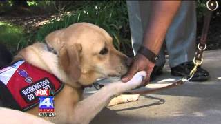 Service Dog Helps Veteran with PTSD [upl. by Eirbua675]