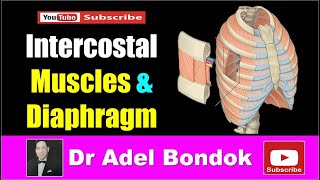 Intercostal Muscles and Diaphragm Dr Adel Bondok [upl. by Ylatfen]