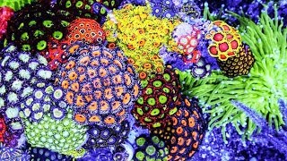 10 PRETTIEST Coral Reefs on the Planet [upl. by Brine76]