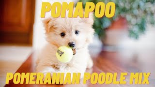 Pomapoo  What to know about the Pomeranian Poodle Mix [upl. by Abell]