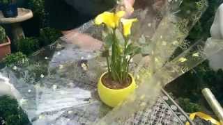 How to Gift Wrap a Plant with Jeannine at Bents Garden amp Home [upl. by Hairahcaz243]