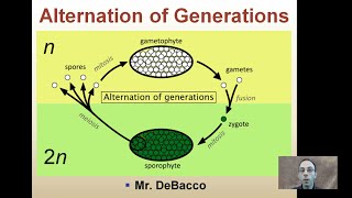 Alternation of Generations [upl. by Ahsemot576]