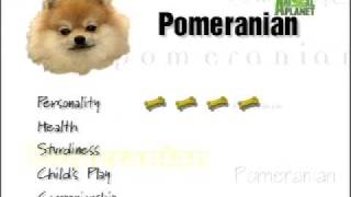 Breed All About It  Pomeranian [upl. by Audie286]