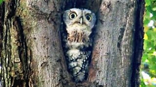 ScreechOwl Whinnies amp Trills  Exploration Day 2011 [upl. by Panthia]