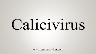 How To Say Calicivirus [upl. by Onirefes]