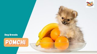 Pomchi A Pet Parents Guide To The Pomeranian Chihuahua Mix [upl. by Palumbo515]