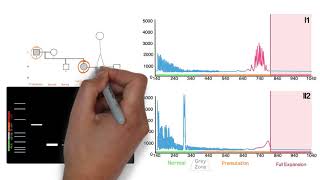 Repeat Expansion Diagnostic Techniques Part 2  Repeat Primed PCR [upl. by Arabella]