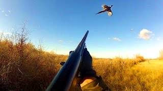 Pheasant Hunting Montana [upl. by Dadirac20]