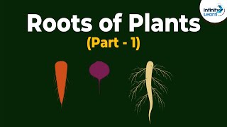 Roots of Plants  Morphology of Flowering Plants  Plant Morphology  Dont Memorise [upl. by Banyaz599]