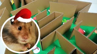 CIRCUITO CON LABERINTO PARA HAMSTERS DE CARTON 🐹 HAMSTER MAZE [upl. by Nisotawulo671]