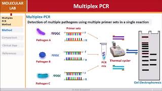 Multiplex PCR [upl. by Asus]