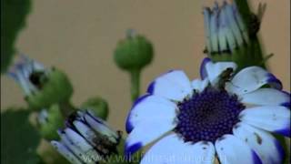 Garden Cineraria flowers with bugs aplenty [upl. by Kletter]